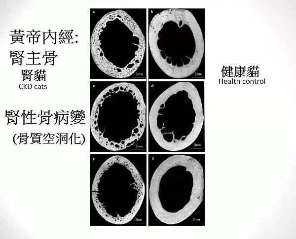 貓狗腎衰竭您(磷)好嗎?(身體船沉災難前兆?!)(丹堤動物醫