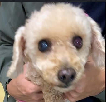 狗小妞腎衰竭治療案例~還很會對醫生叫囂.