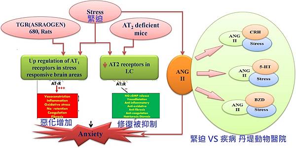 angiotensin ii stress - 丹堤.jpg