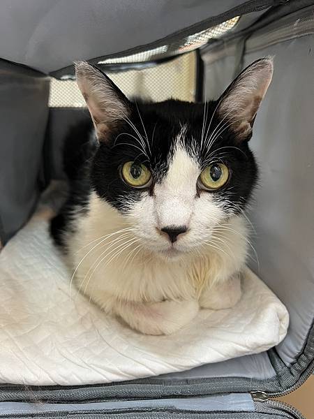 貓腎衰竭治療案例(腎臟病)4級降回3級(食慾活力體重回復)