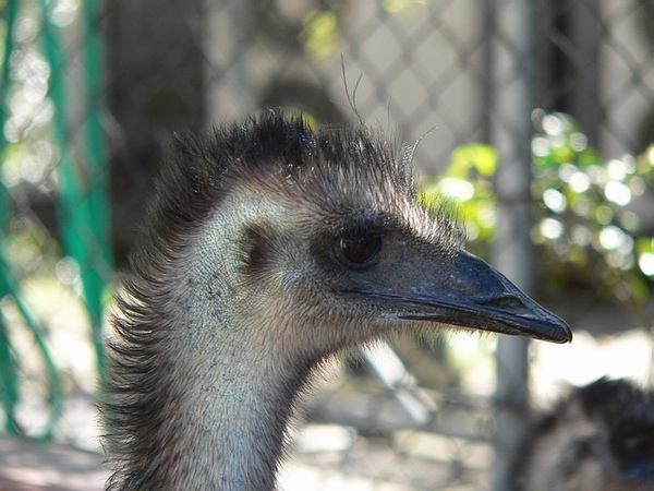 Emu