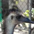 Emu