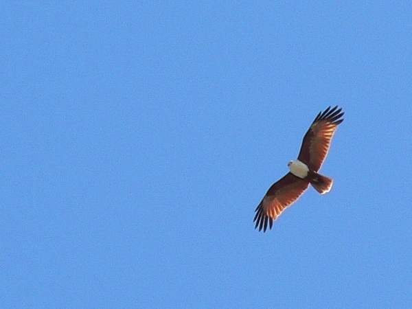 鷹擊長空