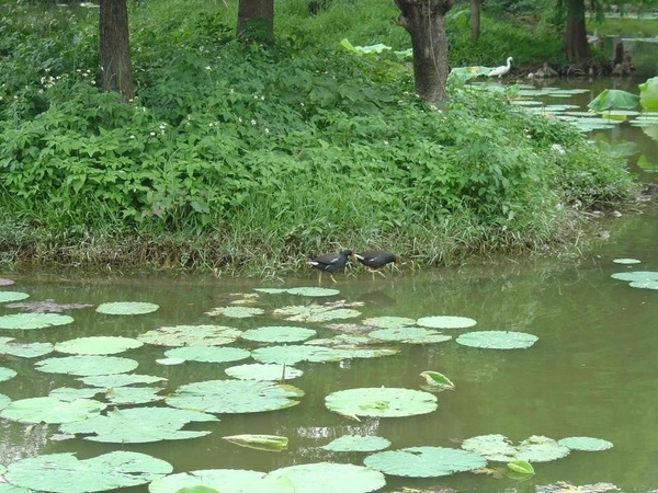 關關雎鳩