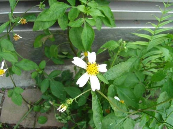 植物園小白花