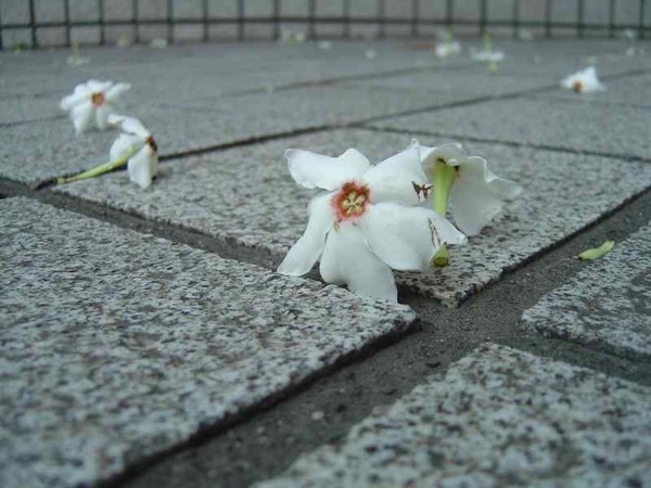 無可奈何花落去