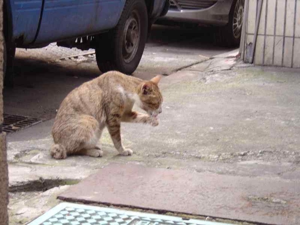 飯前先洗手