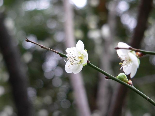 雪霽天晴朗 臘梅處處香