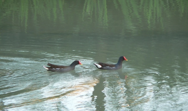 關關雎鳩，在河之洲