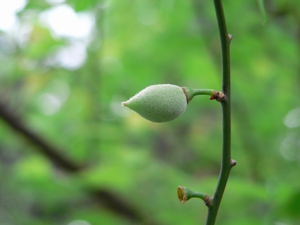 台北植物園的梅子