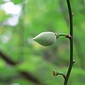 台北植物園的梅子