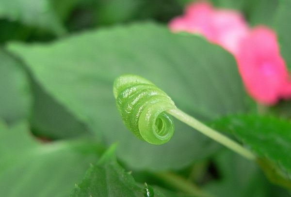 中文名稱是非洲鳳仙