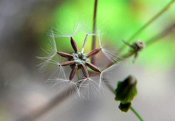 2006-03-09植物園 446蒲公英.jpg