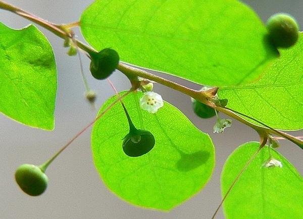 Leaves