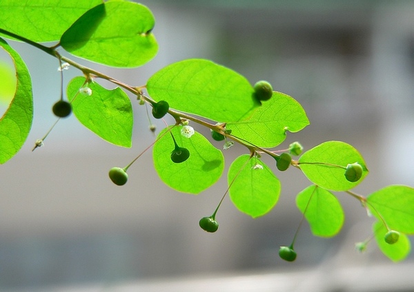 Green and white flower