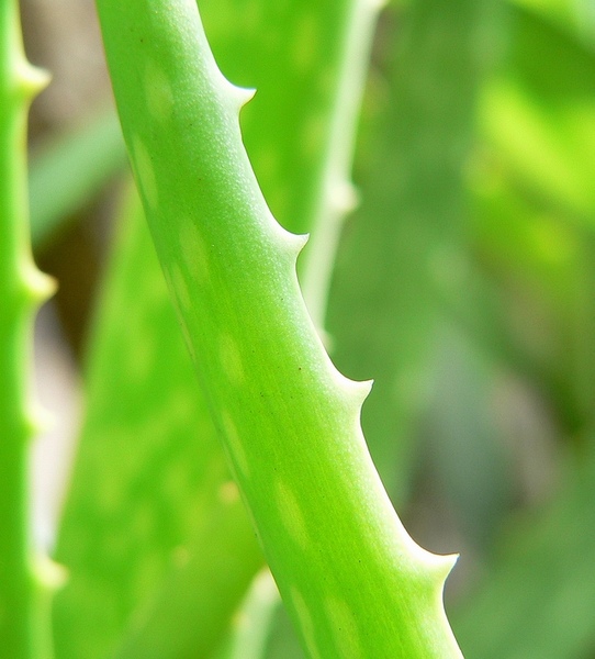 spines