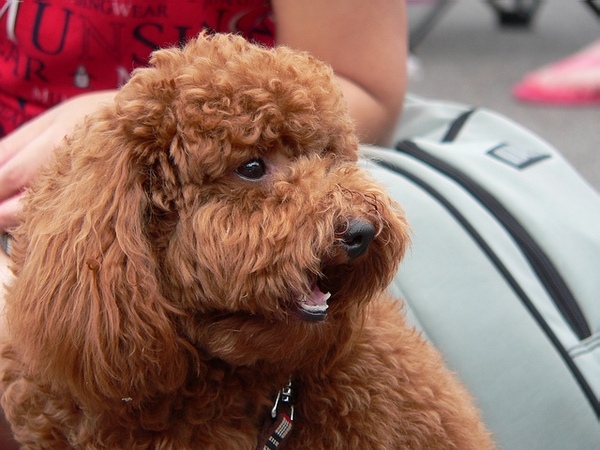 巧克力犬特寫