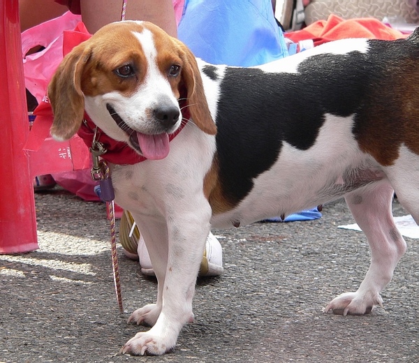 小獵犬