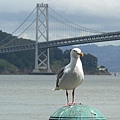 海鷗與大橋