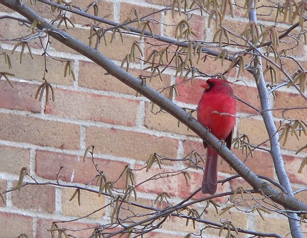 Cardinal