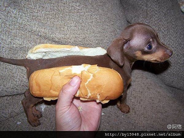 2011-10-29 07'57 雖然是很想吃熱狗堡當早餐，不過這個......。