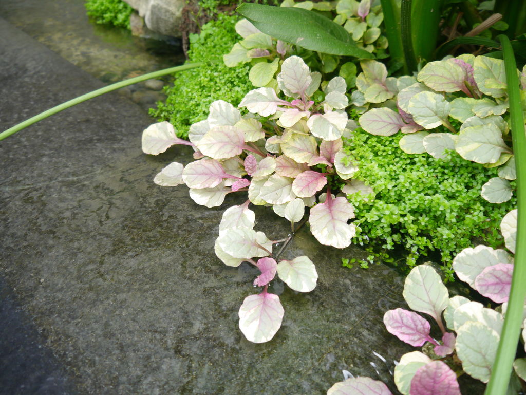 --景觀案例總索引--