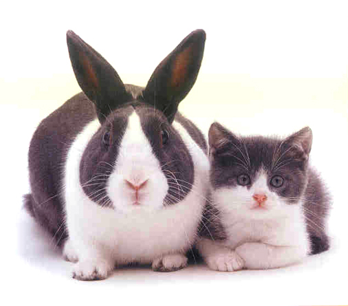 貓咪與兔子