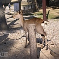 奈良公園的神鹿 