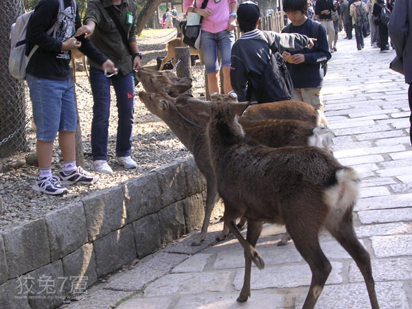 奈良公園的神鹿 