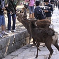 奈良公園的神鹿 