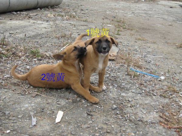 2黃.jpg 2黃.jpg