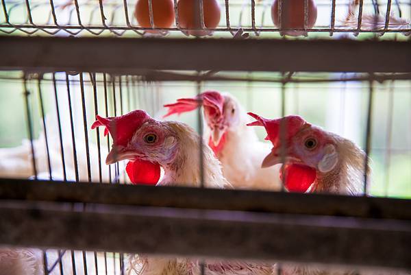 B92I2398.jpg B92I2398.jpg