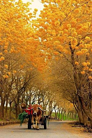 網路風鈴花影像.jpg 網路風鈴花影像.jpg