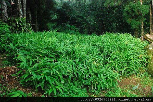 茗荷種植