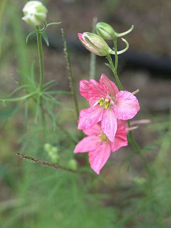 July Birth Flower - Larkspure