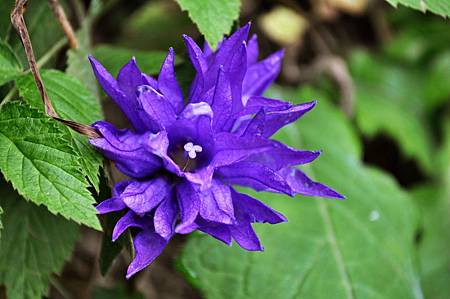 July Birth Flower - Larkspure