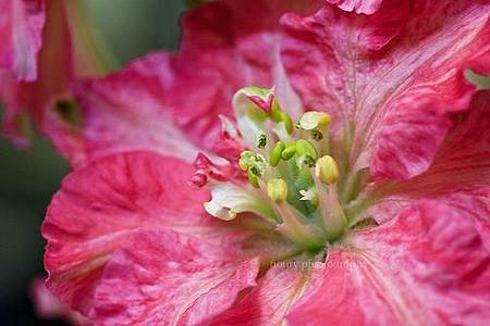 July Birth Flower - Larkspure