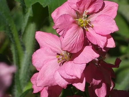 July Birth Flower - Larkspure