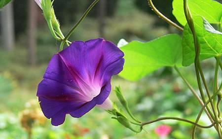 9月 Birth Flower – Morning Glory