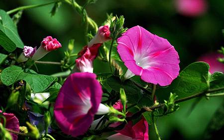 9月 Birth Flower – Morning Glory