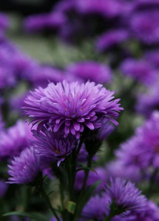 9月 Birth Flower - Aster