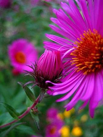 9月 Birth Flower - Aster