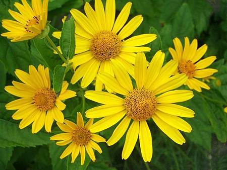 9月 Birth Flower - Aster