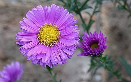 9月 Birth Flower - Aster