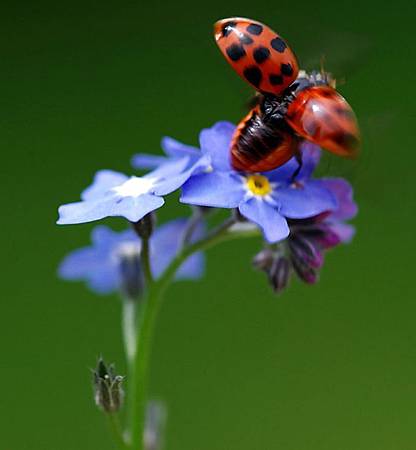 9月 Birth Flower – Forget-me-not