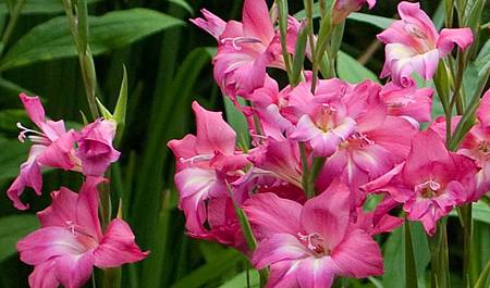 8月 Birth Flower – Gladiolus