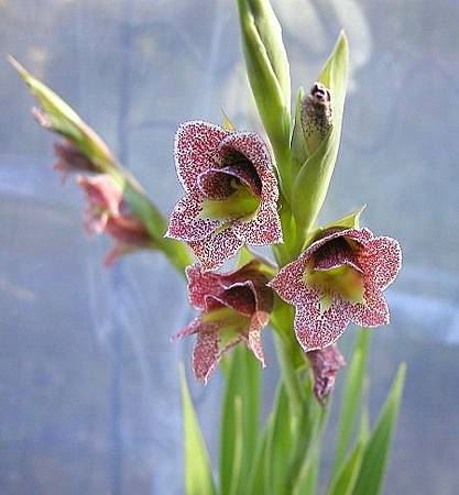 8月 Birth Flower – Gladiolus