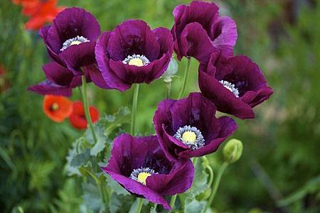 8月 Birth Flower &ndash; Poppy