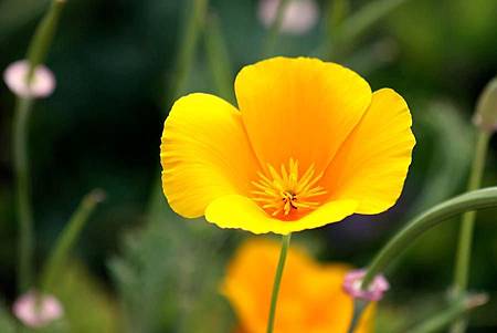 8月 Birth Flower – Poppy