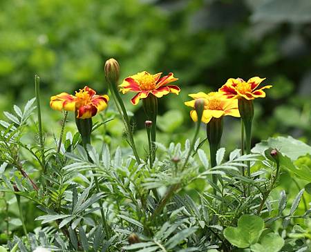 10月 Birth Flower - Marigold